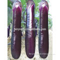 Hybrid F1 High Quality Black Purple Eggplant Seeds For Growing-Long Rainbow F1